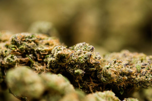 L’Italie Interdit le CBD : Une Décision Historique aux Répercussions Européennes