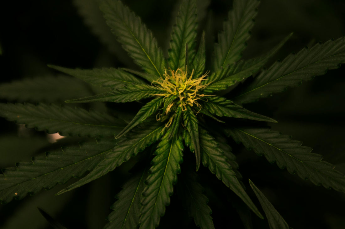 Les Fleurs de CBD : Plongez dans l'Univers des Cultures et Découvrez Ce Qui Rend Chaque Fleur Unique 🌱