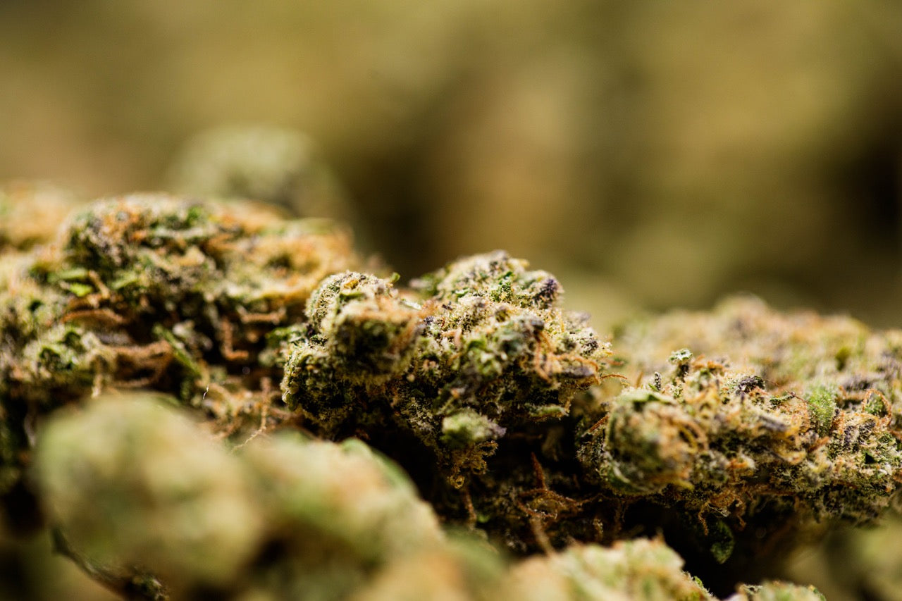 Rainbow Chip Indoor Hydroponie - Fleur de CBD